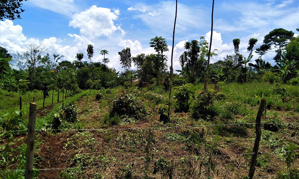 Agriculture in Mukono-Kiyunga District, Uganda