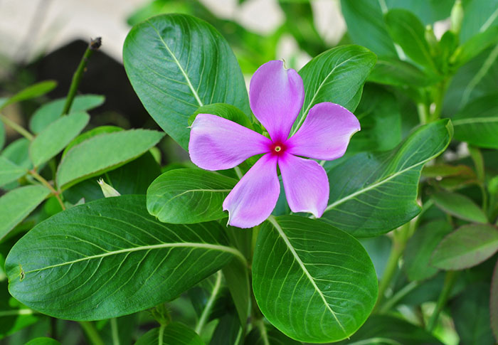 Vinca Rose