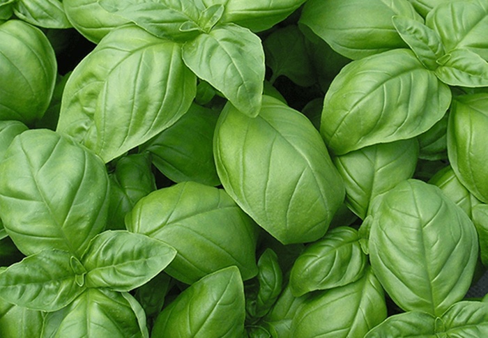 Sweet basil
