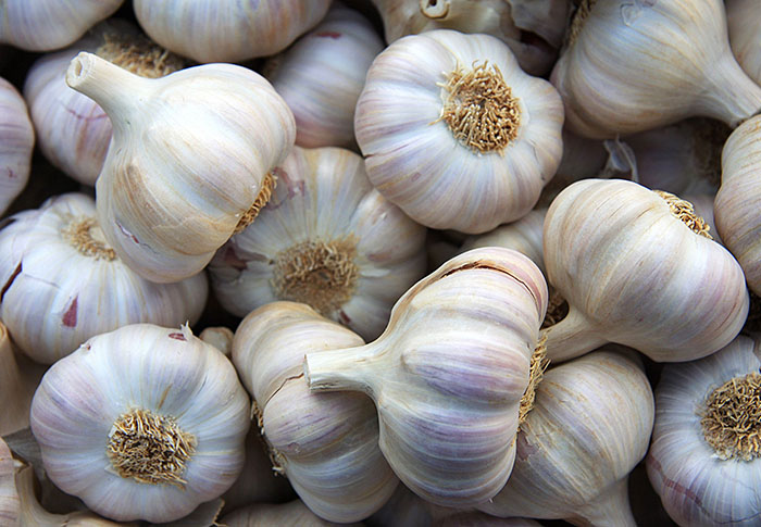 Garlic