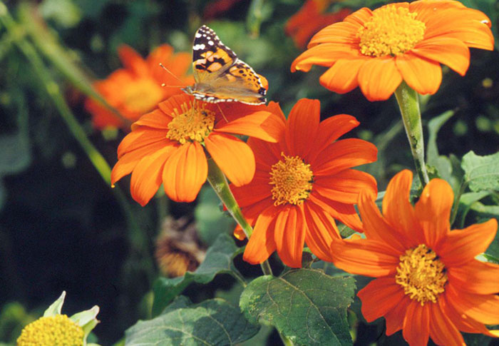 Mexican Sunflower